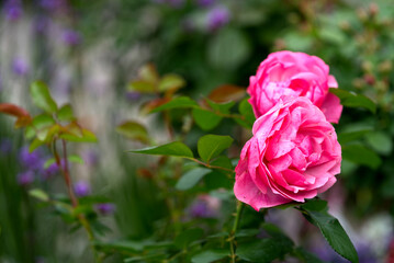 Close-up of pink blossoms of roses at City of Zurich on a cloudy summer day. Photo taken July 12th, 2021, Zurich, Switzerland.