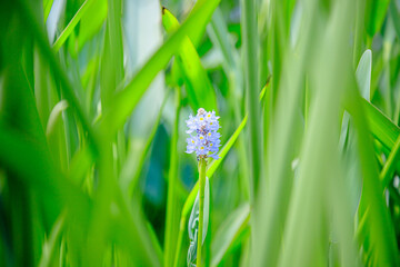ナガバミズアオイ　福智山ろく花公園　福岡県直方市　Pickerelweed Fukuchisanroku Flower park Fukuoka-ken Nogata City