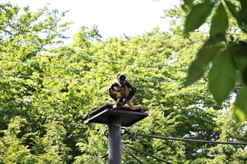 ジェフロイクモザル