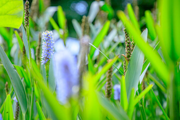 ナガバミズアオイ　福智山ろく花公園　福岡県直方市　Pickerelweed Fukuchisanroku Flower park Fukuoka-ken Nogata City