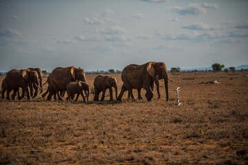 Naklejka na ściany i meble A herd of elephants in the wild African savannah
