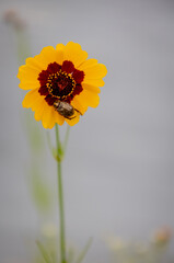 Japanese beetle on yellow flower
