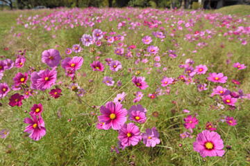 観世音寺のコスモス畑