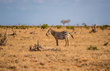 Fototapeta na wymiar Zebra on a wild African savannah of Kenya