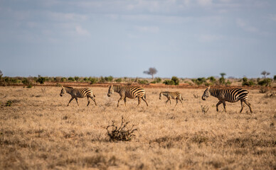 Fototapeta na wymiar A herd of zebras travels through the wild African savannah