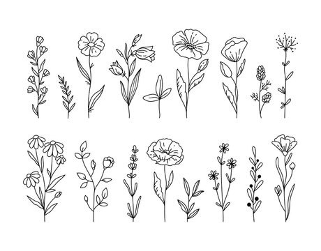 Wildflowers black and white clipart bundle, Poppy flower, daisy, chamomile botanical floral isolated elements, meadow flowers vector