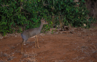 Dik-dik looks for predators in the wild African savannah