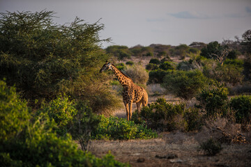 A giraffe among acacia trees in the wild African savannah