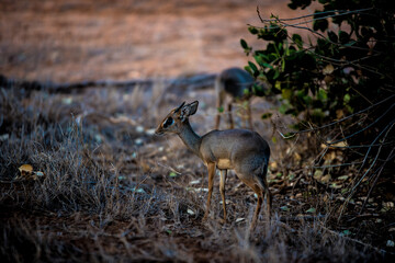 Dik-dik looks for predators in the wild African savannah