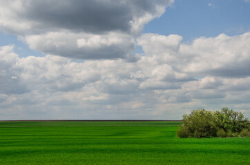 Obraz premium scenery, large white clouds against blue sky, green field of grass