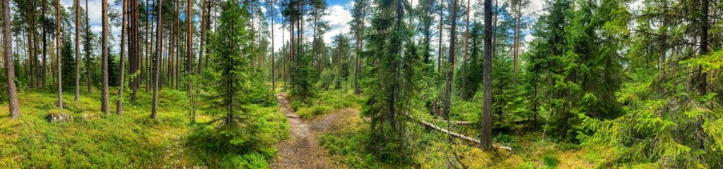 Panorama of the coniferous forest on a sunny summer day. Giant panorama of pine spruce forest. Thickets of blueberries. moss. A path through the woods in the middle of the frame. Karelia.