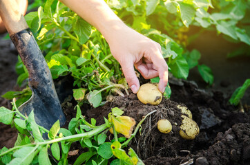 Farmer holds freshly picked potatoes in the field. Harvesting, harvest. Organic vegetables. Agriculture and farming. Potato. Selective focus.