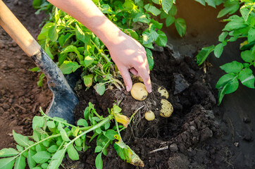 Farmer holds freshly picked potatoes in the field. Harvesting, harvest. Organic vegetables. Agriculture and farming. Potato. Selective focus.