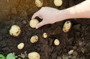 Farmer holds freshly picked potatoes in the field. Harvesting, harvest. Organic vegetables. Agriculture and farming. Potato. Selective focus.