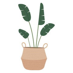 Home plant in a pot. Modern interior design for boho house or apartment. Hand drawn banana leaves in a wicker backet. Vector illustration isolated on white background