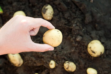 Farmer holds freshly picked potatoes in the hand. Harvesting, harvest and crops. Organic vegetables. Agriculture and farming. Selective focus.