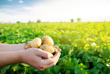 Fresh young potatoes in the hands of a farmer on the background of agricultural potato plantations....