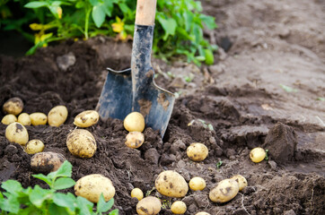 A fresh crop of potatoes lies on the field near the shovel against the backdrop of potato bushes. Harvesting, harvest. Organic vegetables. Agriculture and farming. Potato. Selective focus.