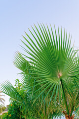 A lush leaf of a tropical plant is on the background of a clear sky. Minimalistic botanical concept, template.