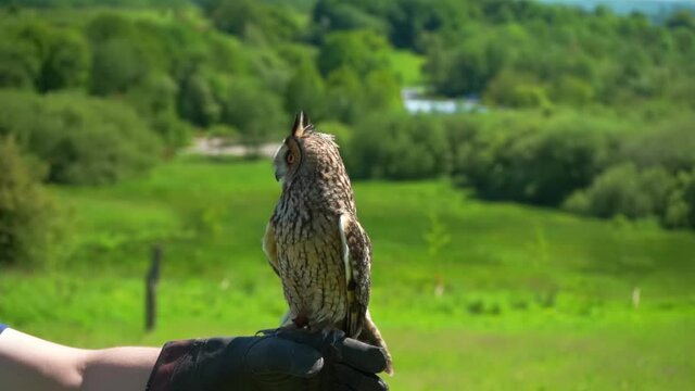 Long eared owl bird of prey standing on hand tries to fly botanic garden closeup