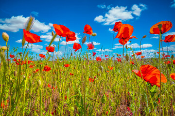 View from slightly below of red flowering corn poppies in a field against a blue sky with fleecy clouds 