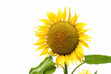 Obraz premium 山田ひまわり園