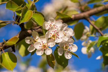 Sprig of white flowers blooms on a pear tree against a blue sky