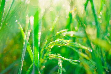 Obraz premium Bokeh of dew drops on a grain of rice in a field in the morning.soft focus.