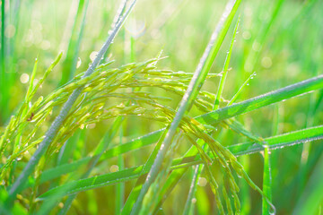 Bokeh of dew drops on a grain of rice in a field in the morning.soft focus.