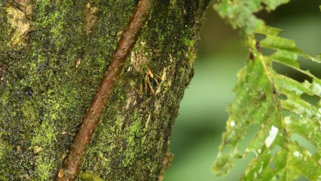 Many-scaled anole or Golfo-Dulce anole - Anolis polylepis, lizard endemic to Costa Rica, reptile sitting on the trunk and running up with the second one, green forest background 