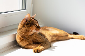 Abyssinian cat. Close up