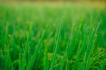 Bokeh of dew drops on a grain of rice in a field in the morning.soft focus.