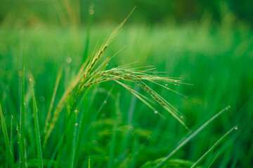 Bokeh of dew drops on a grain of rice in a field in the morning.soft focus.