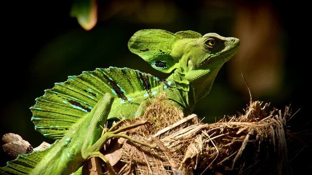 Green Basilisk - Basiliscus plumifrons also called the green basilisk, the double crested basilisk, or the Jesus Christ lizard, species of lizard in the family Corytophanidae, reptile resting on sun.