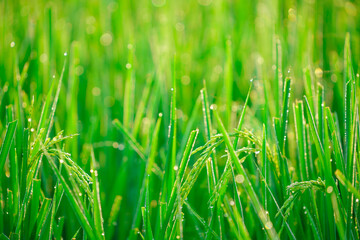 Bokeh of dew drops on a grain of rice in a field in the morning.soft focus.