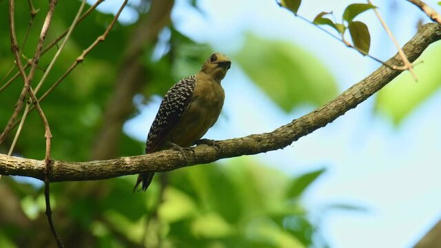 Hoffmanns Woodpecker - Melanerpes hoffmannii resident breeding bird from southern Honduras south to Costa Rica, common species on the Pacific slopes, red and yellow forest bird pecking to the wood.