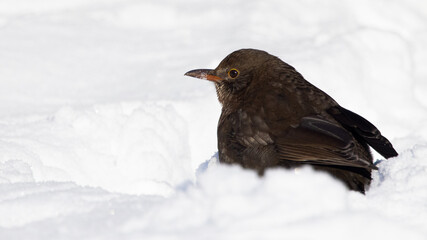 Male Common Blackbird turdus merula perched in snow in winter