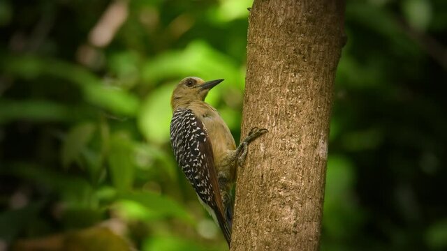 Hoffmanns Woodpecker - Melanerpes hoffmannii resident breeding bird from southern Honduras south to Costa Rica, common species on the Pacific slopes, red and yellow forest bird pecking to the wood.