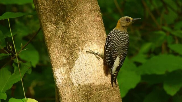 Hoffmanns Woodpecker - Melanerpes hoffmannii resident breeding bird from southern Honduras south to Costa Rica, common species on the Pacific slopes, red and yellow forest bird pecking to the wood.