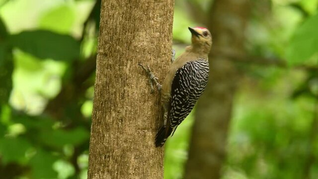 Hoffmanns Woodpecker - Melanerpes hoffmannii resident breeding bird from southern Honduras south to Costa Rica, common species on the Pacific slopes, red and yellow forest bird pecking to the wood.