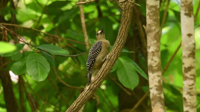 Hoffmanns Woodpecker - Melanerpes hoffmannii resident breeding bird from southern Honduras south to Costa Rica, common species on the Pacific slopes, red and yellow forest bird pecking to the wood.