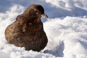 Female Common Blackbird turdus merula perched in snow in winter