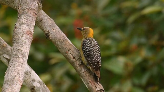 Hoffmanns Woodpecker - Melanerpes hoffmannii resident breeding bird from southern Honduras south to Costa Rica, common species on the Pacific slopes, red and yellow forest bird pecking to the wood.