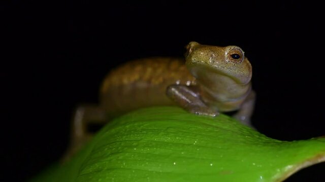 Camron climbing salamander - Bolitoglossa lignicolor also Camron mushroomtongue or wood colored salamander, family Plethodontidae, Costa Rica and Panama in subtropical or tropical forests. Night scene