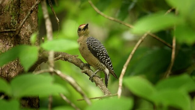 Hoffmanns Woodpecker - Melanerpes hoffmannii resident breeding bird from southern Honduras south to Costa Rica, common species on the Pacific slopes, red and yellow forest bird pecking to the wood.