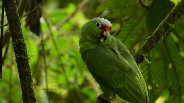 Red-lored Amazon or Red-lored Parrot - Amazona autumnalis, amazon parrot, native to tropical regions of the Americas, from Mexico south to Ecuador, standing and feeding on the branch in the forest. 