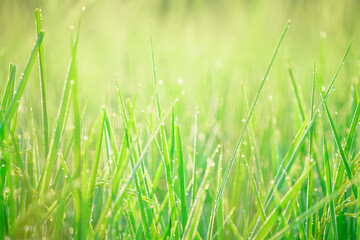 Bokeh of dew drops on a grain of rice in a field in the morning.soft focus.