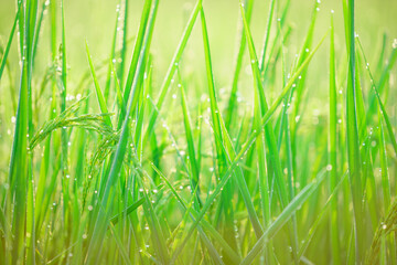 Fototapeta na wymiar Bokeh of dew drops on a grain of rice in a field in the morning.soft focus.