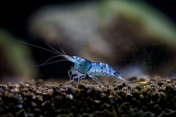 Close up of Blue Tiger golden eyes shrimp (Caridina cf. cantonensis)