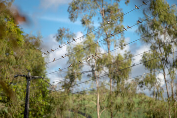 Obraz premium pássaros no fio.